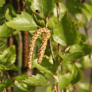 Betula Pendula Fastigata - Birch Tree