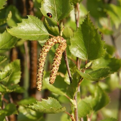Betula Pendula Fastigata - Birch Tree