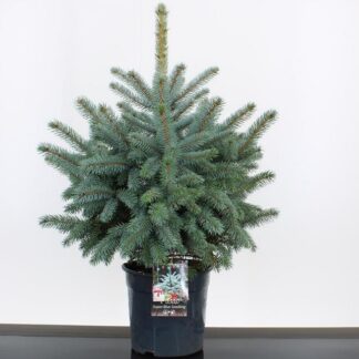 Christmas Tree - Pot Blue Spruce (Picea Pungens Glauca) 60-80cm - For Immediate Dispatch