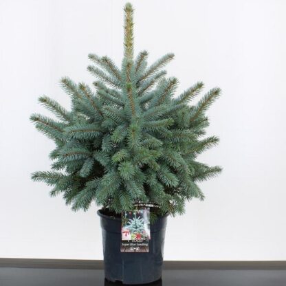 Christmas Tree - Pot Blue Spruce (Picea Pungens Glauca) 60-80cm - For Immediate Dispatch