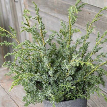 Juniperus Chinensis Blue Alps