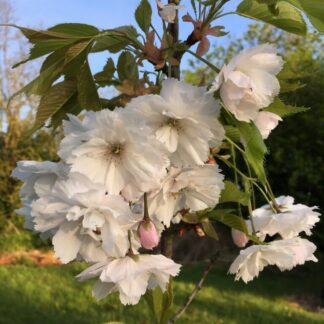 Prunus Blushing Bride  - Cherry Blossom Tree