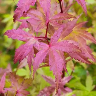 Acer Palmatum 'Brown Sugar'