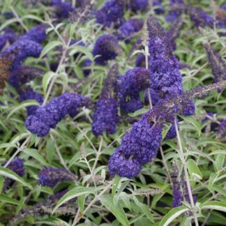 Buddleja Davidii Adonis Blue