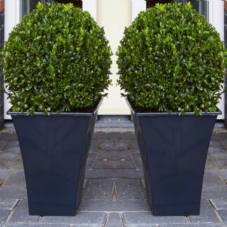 Pair of Premium Quality Topiary Buxus Balls With Stylish Contemporary Flared Slate Black Planters