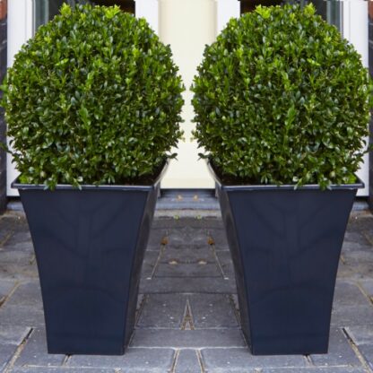 Pair of Premium Quality Topiary Buxus Balls With Stylish Contemporary Flared Slate Black Planters