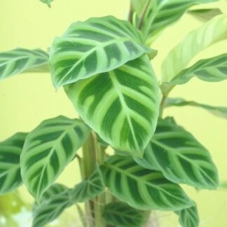 Calathea Zebrina - Prayer Plant - Zebra Plant