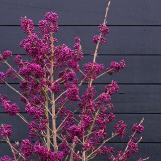 Callicarpa Magical Deep Purple - Beauty Berry