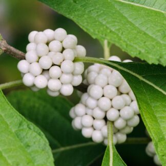 Callicarpa Japonica 'Leucocarpa'