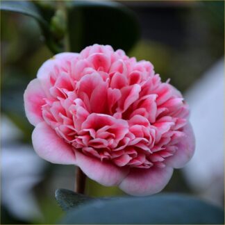 Camellia Japonica Volunteer - Exquisite Large Flowered Evergreen in Bud