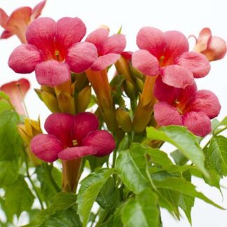 Campsis Pink Panther - Trumpet Vine
