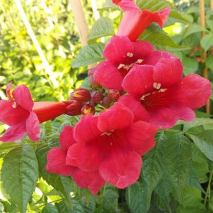 Campsis Solo Rosso  - Trumpet Vine - in Bud & Bloom