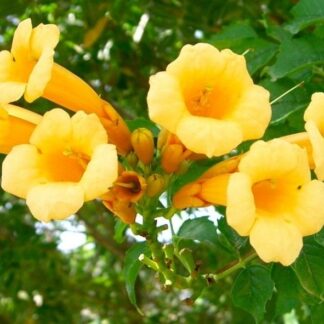 Large 6ft+ Specimen Climber - Campsis Radicans 'Flava' - Yellow Trumpet Vine