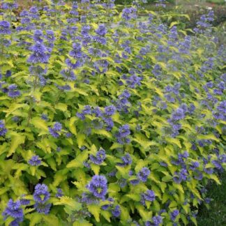 Caryopteris × Hybrida Hint of Gold