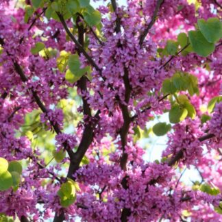 Cercis Canadensis