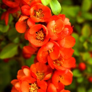 Chaenomeles Japonica Sargentii