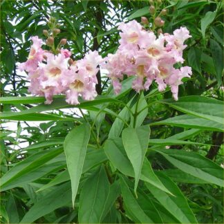 Chitalpa Tashkentensis Summer Bells - Desert Willow