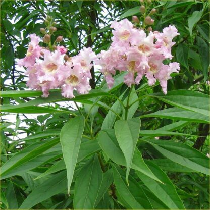 Chitalpa Tashkentensis Summer Bells - Desert Willow