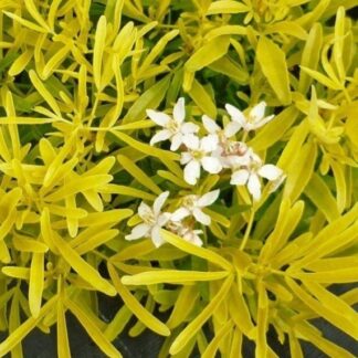 Choisya Goldfingers - Golden Evergreen Mexican Orange Blossom