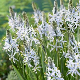Camassia Cisuckii