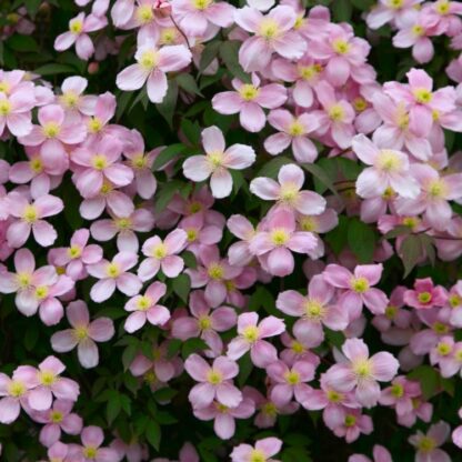 Clematis Montana Rubens - Pink Anemone Clematis