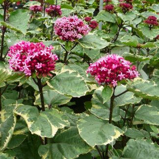 Clerodendrum Bungei Pink Diamond