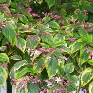 Clerodendrum Trichotomum Carnival