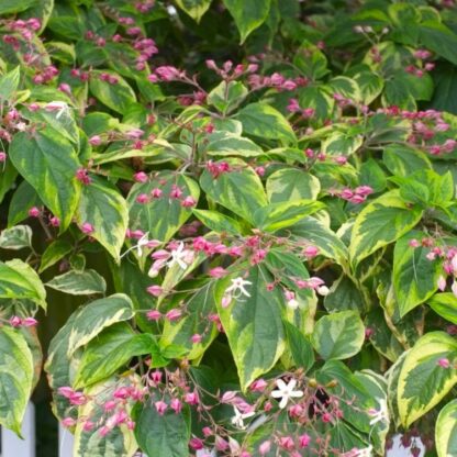 Clerodendrum Trichotomum Carnival