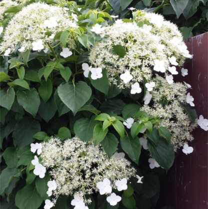 Hydrangea Petiolaris - Climbing Hydrangea - Circa 140-160cm