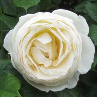 Large 5-6ft Specimen Climbing Rose - Uetersener Klosterrose