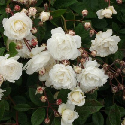 Large 5-6ft Climbing Rose Snow Princess