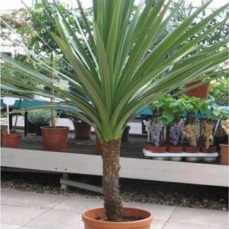 Cordyline Australis Verde - 140-160cms Tall Plant - Giant Extra Large Circa 5ft Specimen Palm