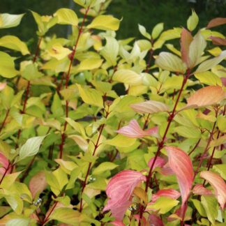 Cornus Alba 'Aurea' - Red Stemmed Dogwood