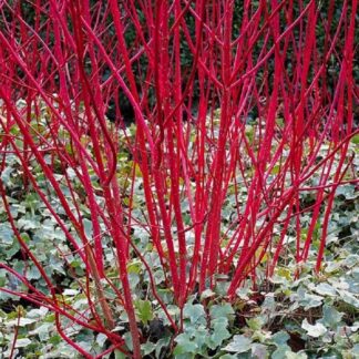 Cornus Alba Sibirica - Red Barked Dog Wood - Large 100-120cm Plants