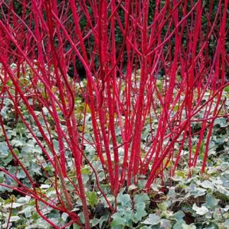 Cornus Alba Sibirica - Red Barked Dog Wood - Large 100-120cm Plants