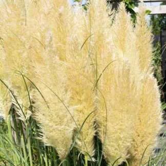 Cortaderia Selloana Evita - Pampas Grass