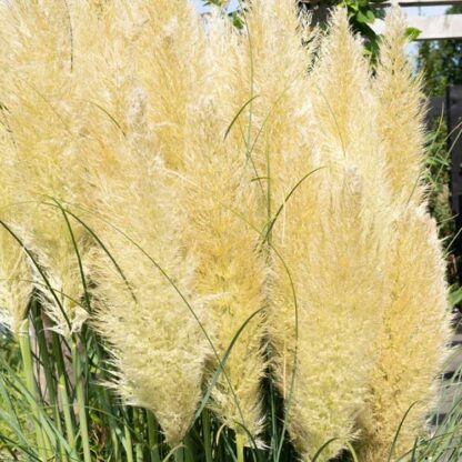 Cortaderia Selloana Evita - Pampas Grass