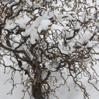 Corylus Avellana Contorta 'Scooter' - Corkscrew Twisted Hazel