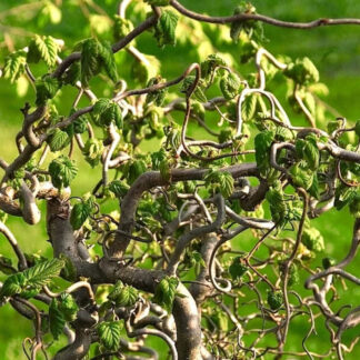 Corylus Avellana Contorta 'Scooter' - Corkscrew Twisted Hazel