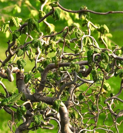 Corylus Avellana Contorta 'Scooter' - Corkscrew Twisted Hazel