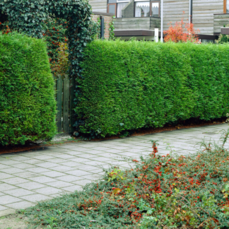 Leylandii - Green Leyland Cypress - Cuprocyparis Leylandii - Approx. 6ft Hedging Conifers