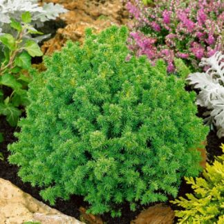 Cryptomeria Japonica Vilmoriniana