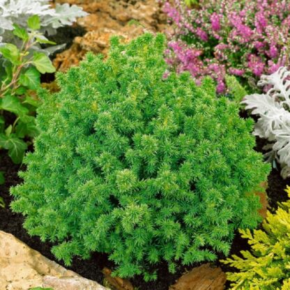 Cryptomeria Japonica Vilmoriniana