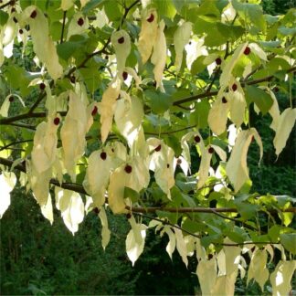 Davidia Involucrata