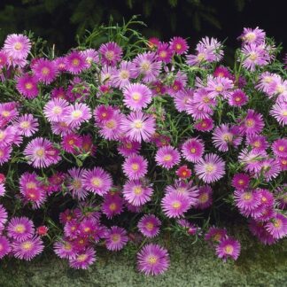 Delosperma Sutherlandii