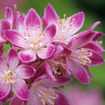 Deutzia Strawberry Fields