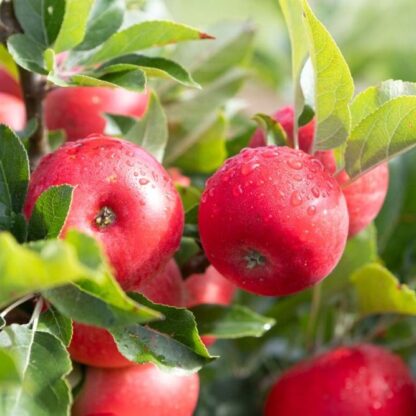 Apple Tree - Discovery (Mm106) - 110cm