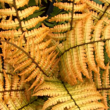 Dryopteris Wallichiana Jurassic Gold - Golden Wood Fern