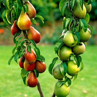 Pear Tree - Duo Pear - Conference And Williams - Large Established Fruit Tree