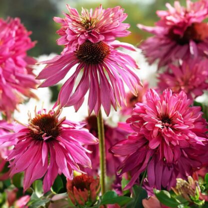 Echinacea Purpurea Paradiso Super Duper